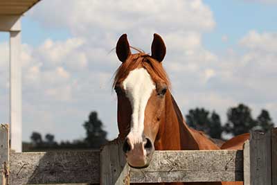 A horse in a the paddock